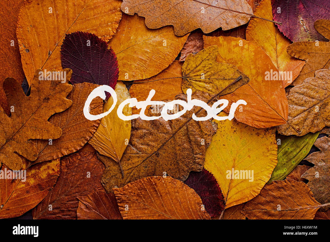 Foglie di autunno sfondo colorato. Ottobre del concetto di carta da parati. Foto Stock