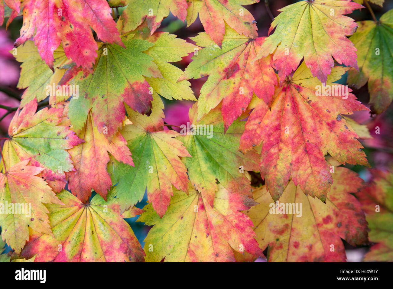 Aceri giapponesi in colore di autunno a Westonbirt Arboretum nazionale, Gloucestershire, England, Regno Unito Foto Stock