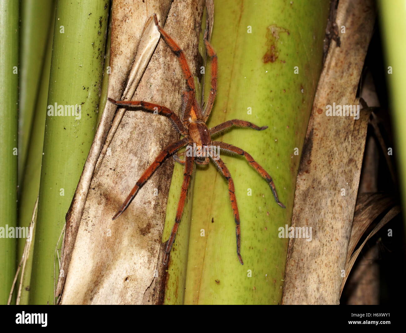 Lupo enorme ragno (Lycosidae) nella foresta pluviale. Tortuguero, Costa Rica, America Centrale Foto Stock
