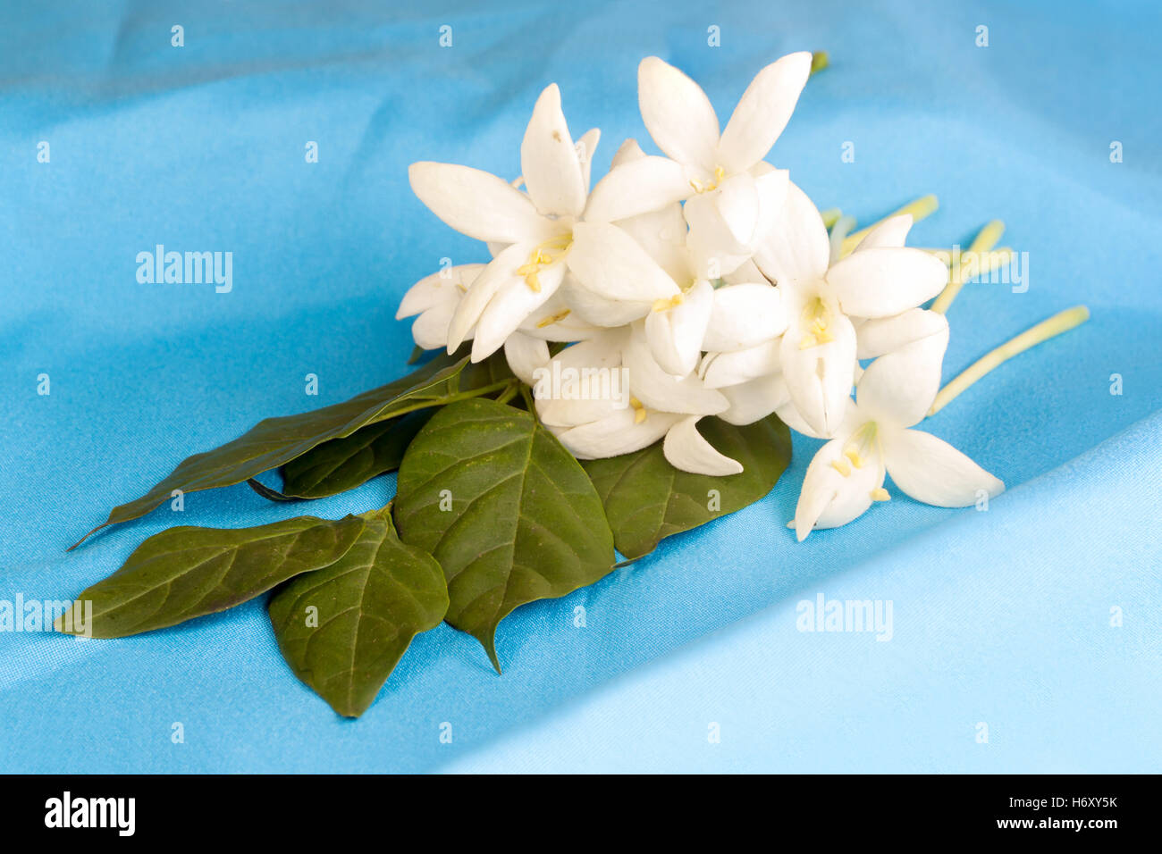 Millingtonia fiori sul tessuto blu. simbolo di assistenza infermieristica tailandia tailandese e la medicina tradizionale. Foto Stock