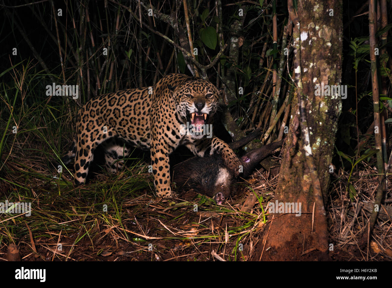 Una Jaguar in modo aggressivo protegge la sua preda, un bianco a labbro pecari. Foto Stock