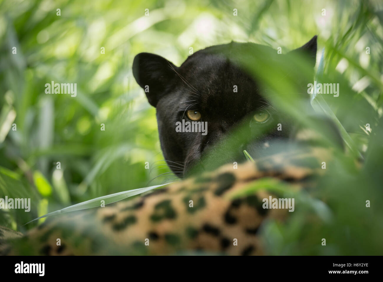 Un Giaguaro Nero guarda attraverso la vegetazione, accanto a un regolare Jaguar colorati Foto Stock
