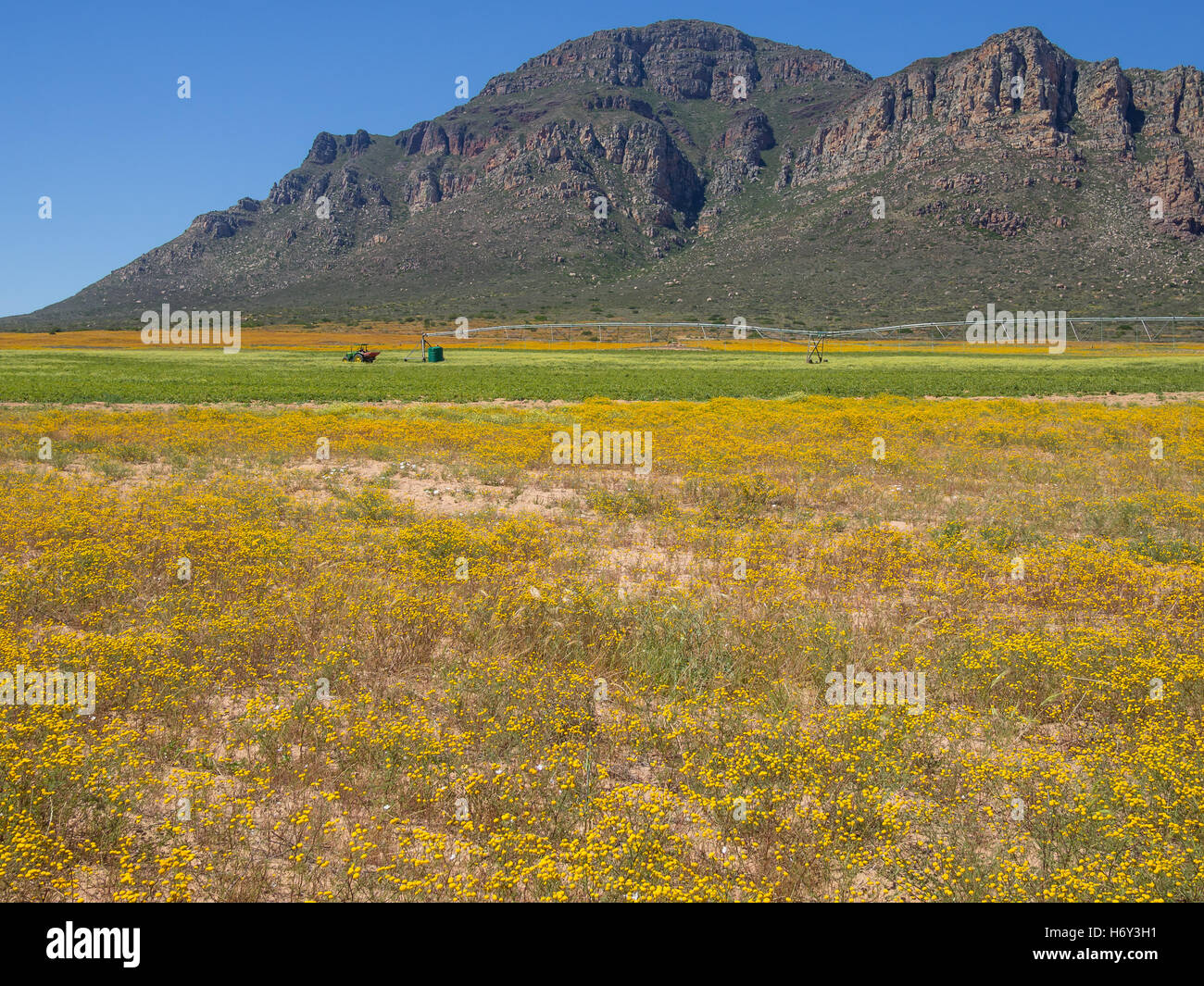 Campo della molla gialla fiori con montagne, trattore e sprinkler agricoli in background. Regione Cedarberg, Sud Africa Foto Stock