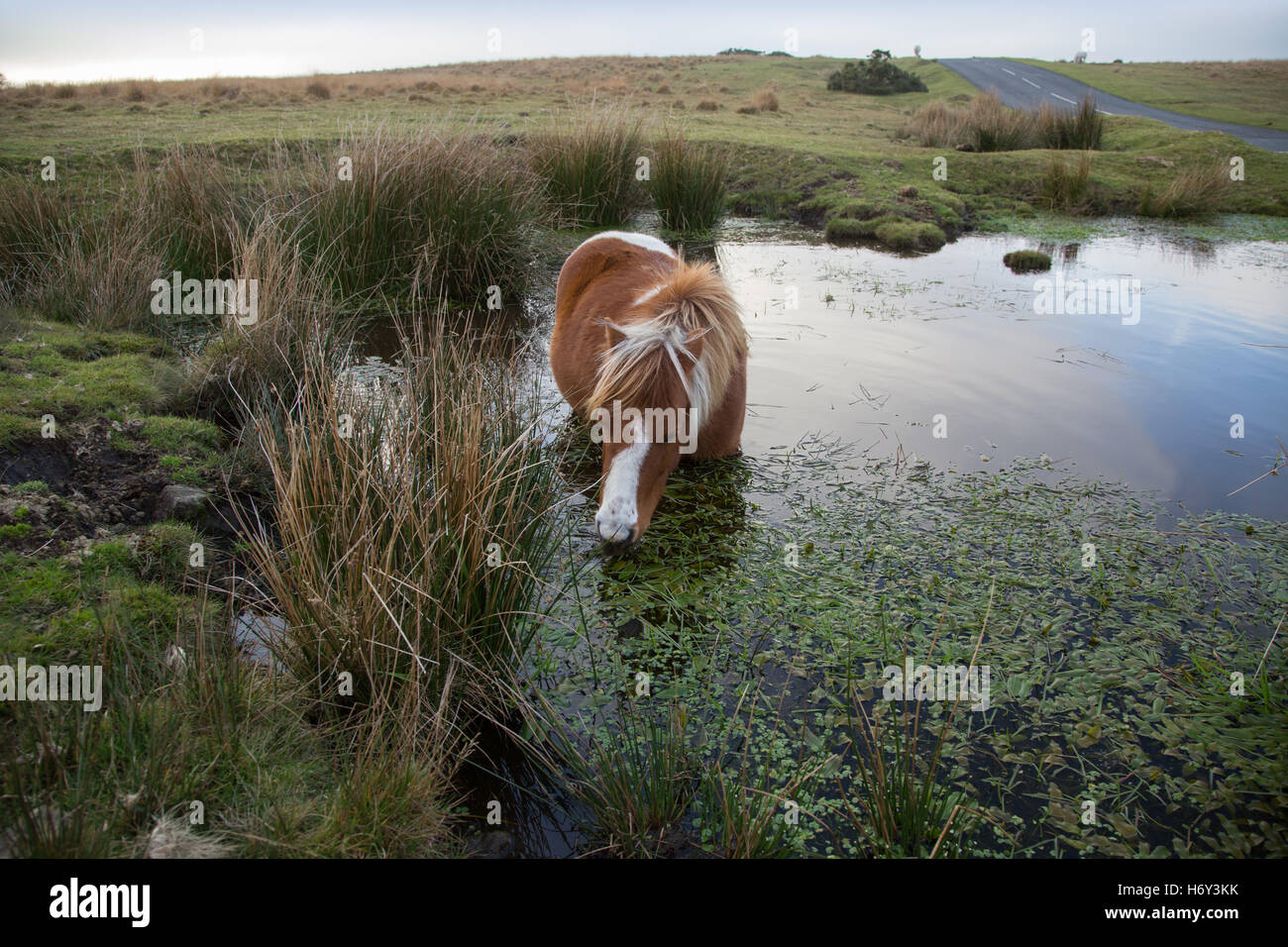 Un pony dartmoor mangiare le foglie e acqua potabile mentre in piedi in un stagno su il moro. Foto Stock