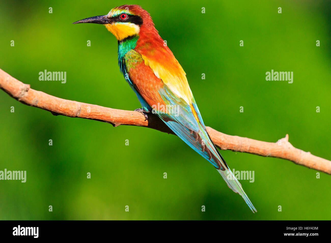 Colore luminoso uccello seduto su un ramo sfondo verde rivolto verso sinistra Foto Stock