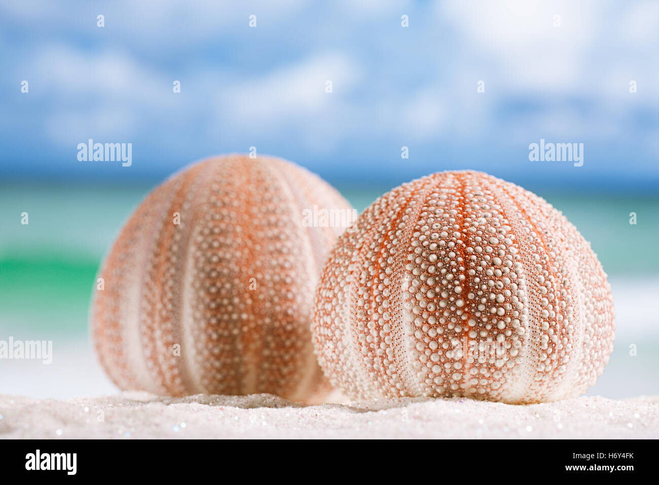 Ricci di mare - bello e colorato sulla spiaggia di sabbia bianca, oceano e cielo seascape Foto Stock