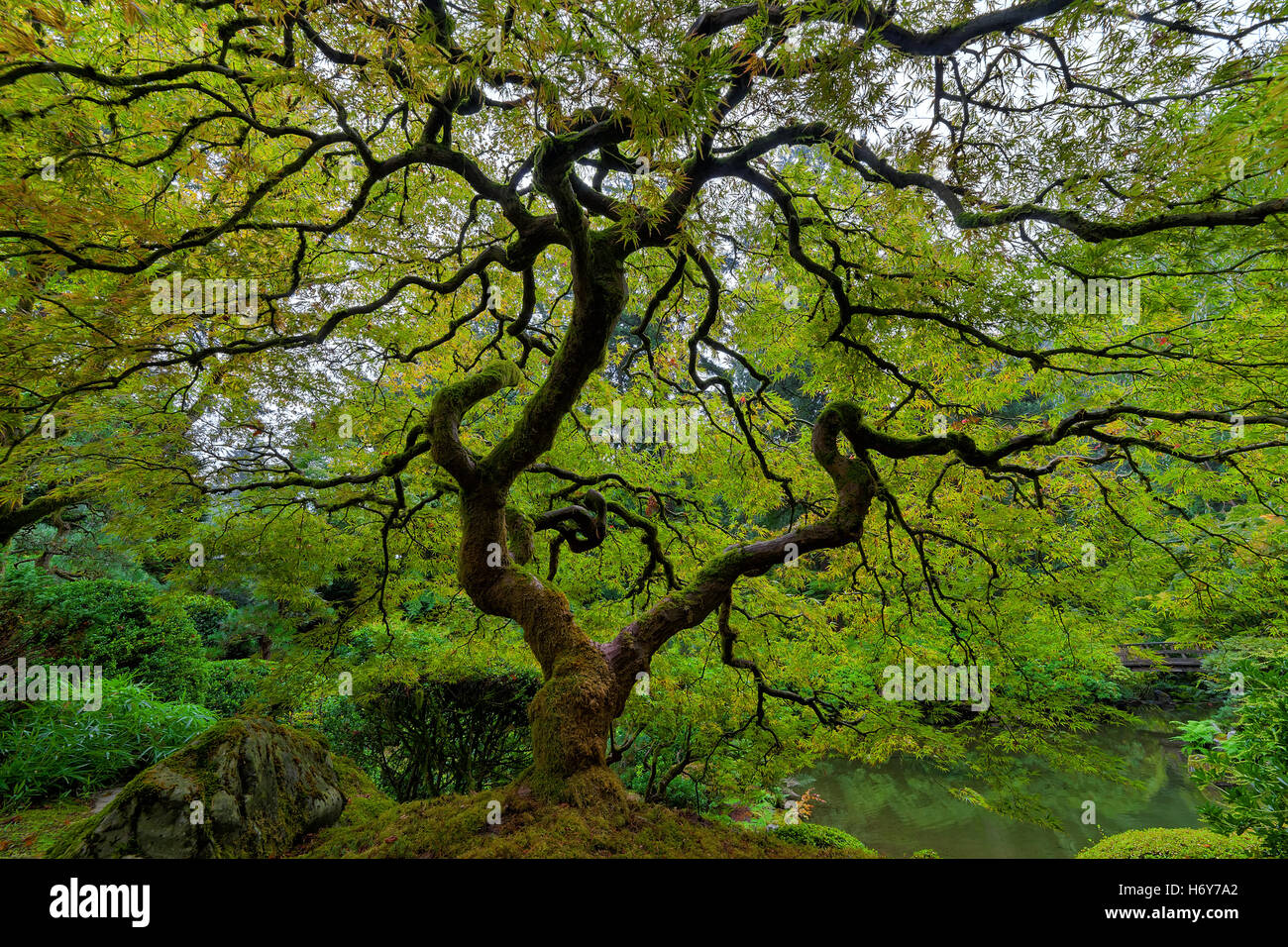 Un suggerimento di colori autunnali dal giapponese vecchio acero al giardino giapponese Foto Stock