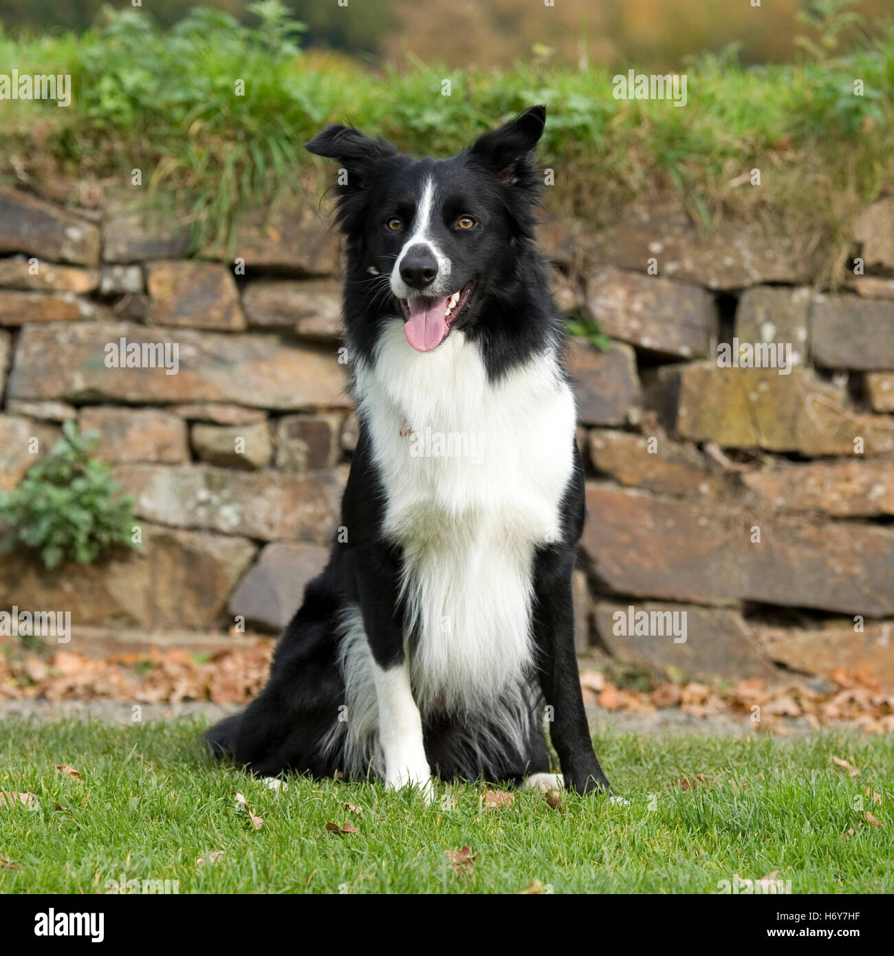 collie di bordo Foto Stock