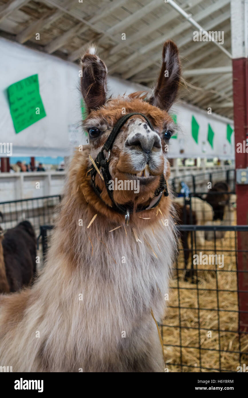 Un ritratto di un marrone Alpaca con orecchie appuntite. Foto Stock