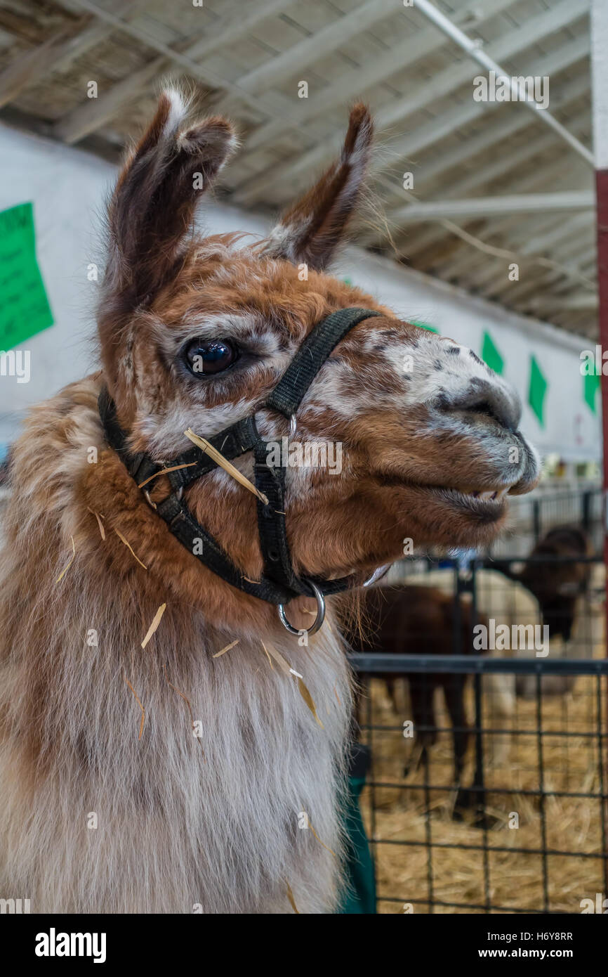 Un ritratto di un marrone Alpaca con orecchie appuntite. Foto Stock