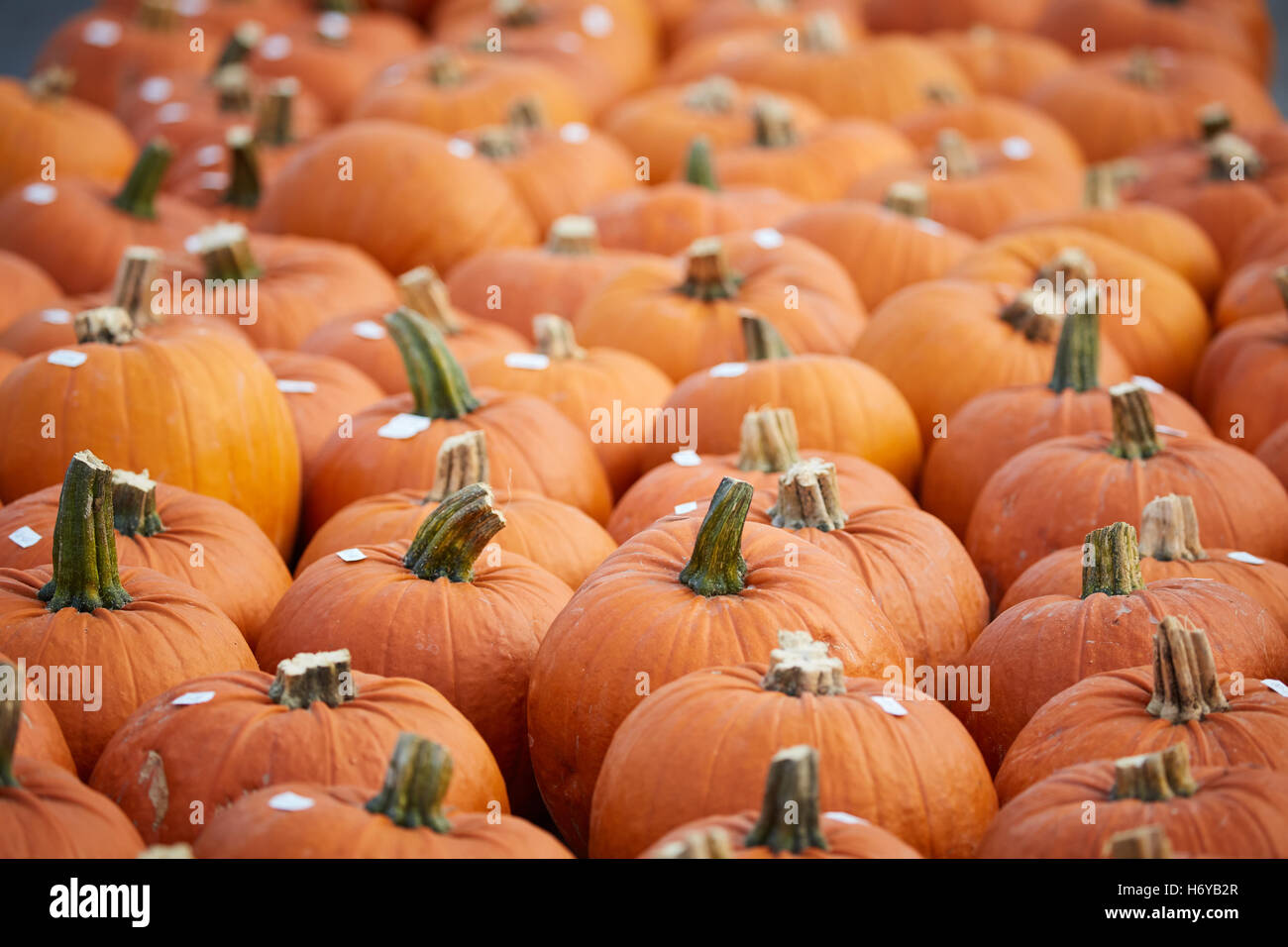 Zucche autunno autunno cibo fresco arancione striata di colorazione della pelle pieno di stallo molti affollata scolpiti jack-o'-lanterne decorazione Hallo Foto Stock