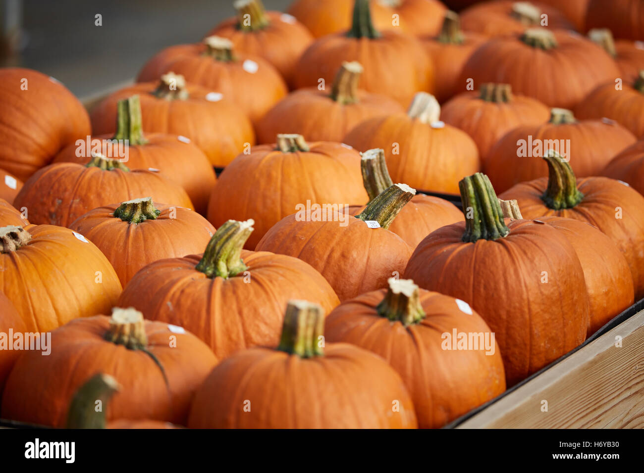 Zucche autunno autunno cibo fresco arancione striata di colorazione della pelle pieno di stallo molti affollata scolpiti jack-o'-lanterne decorazione Hallo Foto Stock