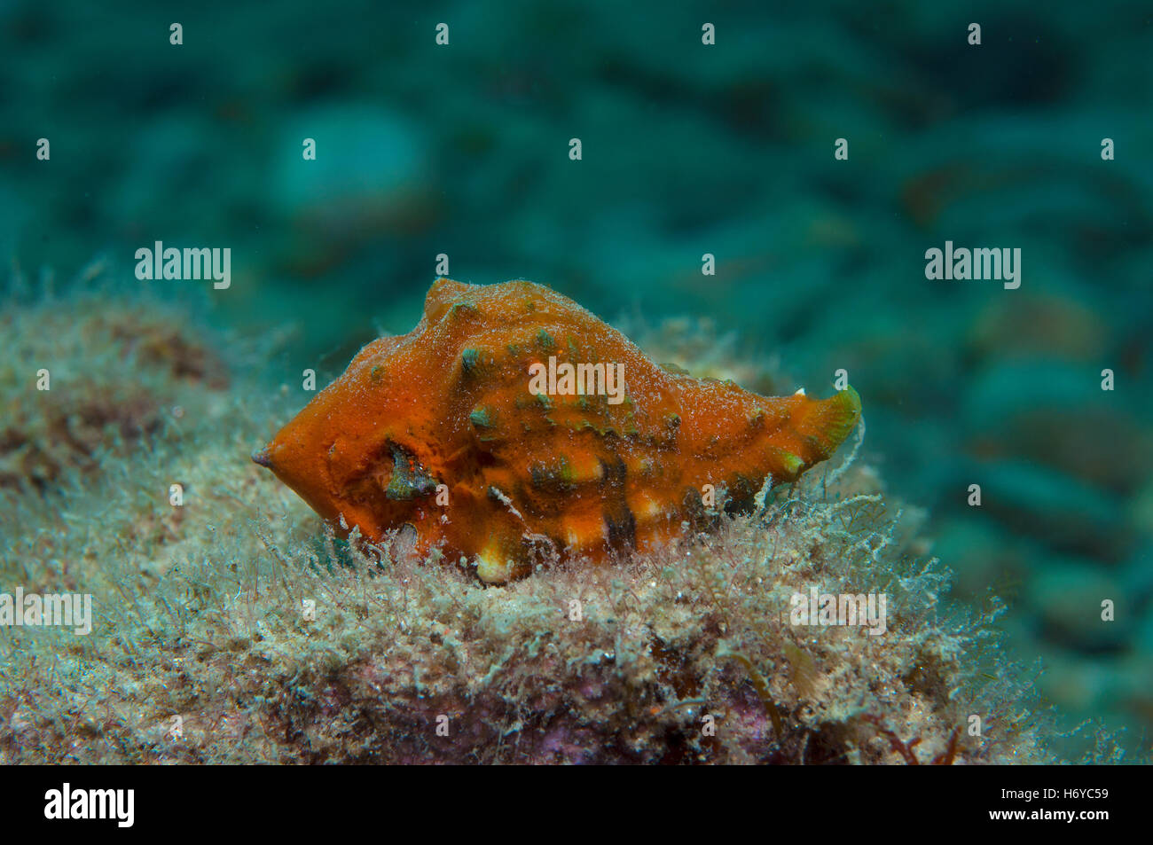 Piccoli invertebrati cibo cercando di alghe Foto Stock