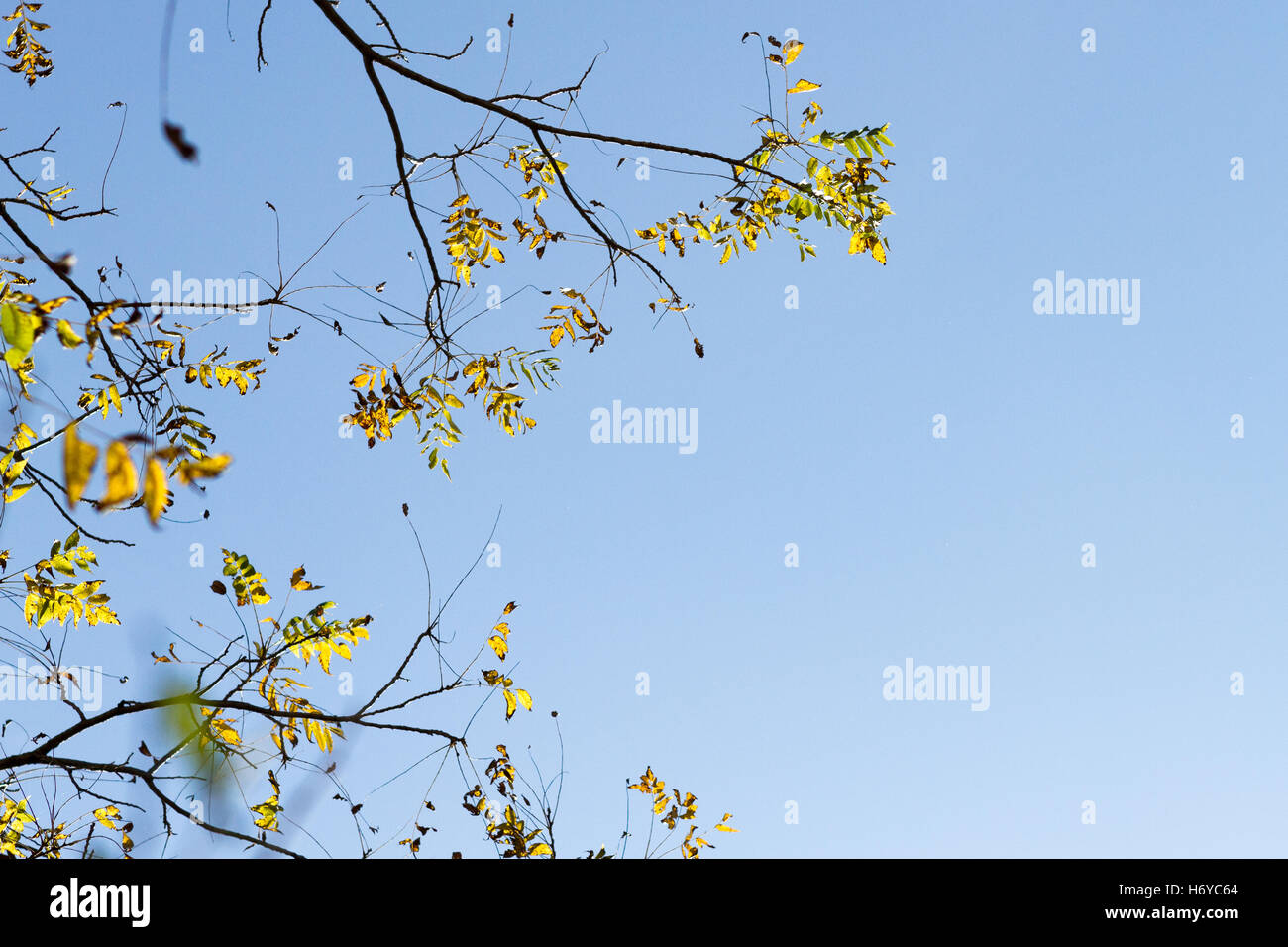 Sparse Foglie di autunno su Walnut Tree rami contro il cielo blu Foto Stock