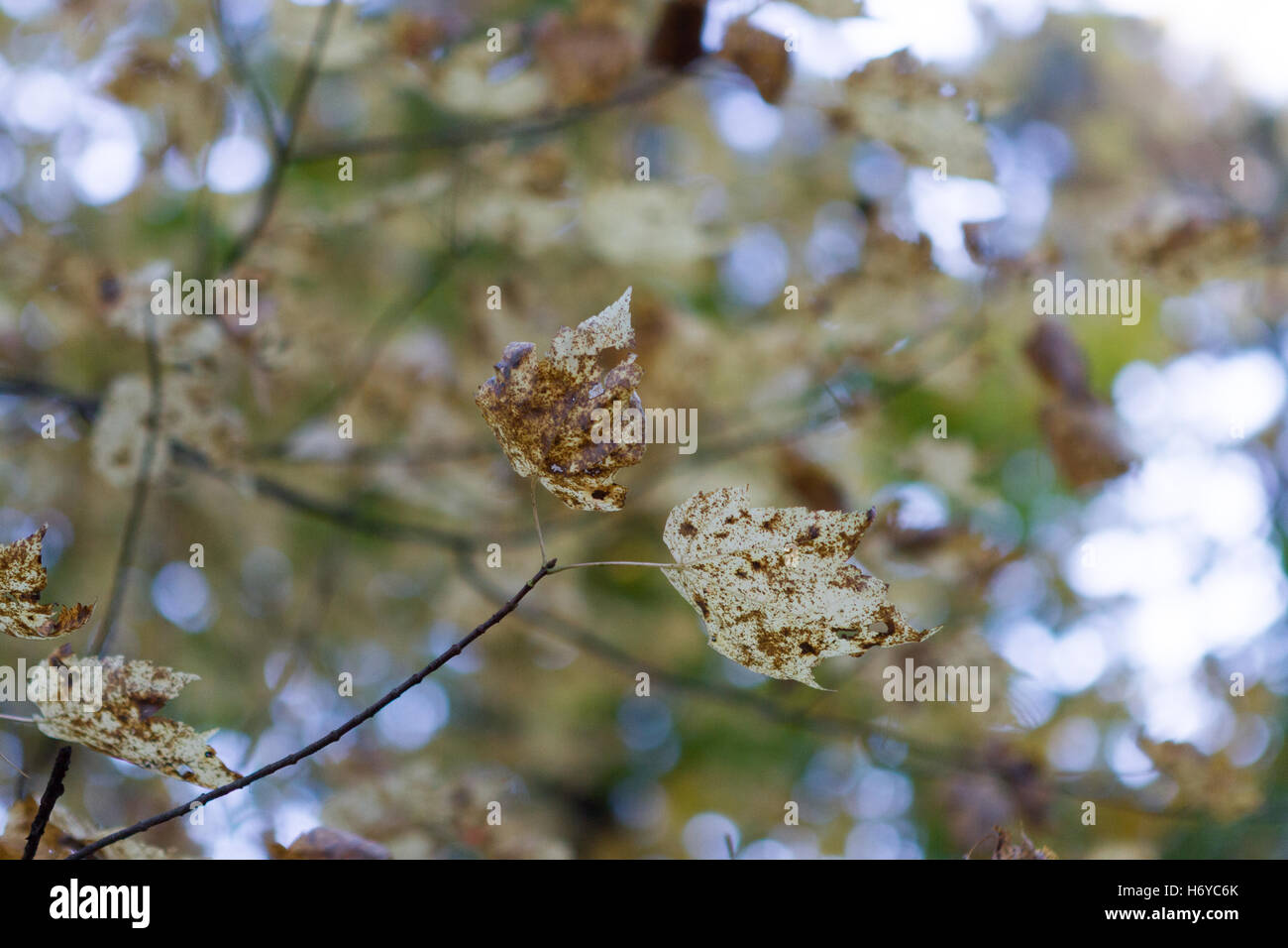 Foglie di autunno sul ramo Foto Stock