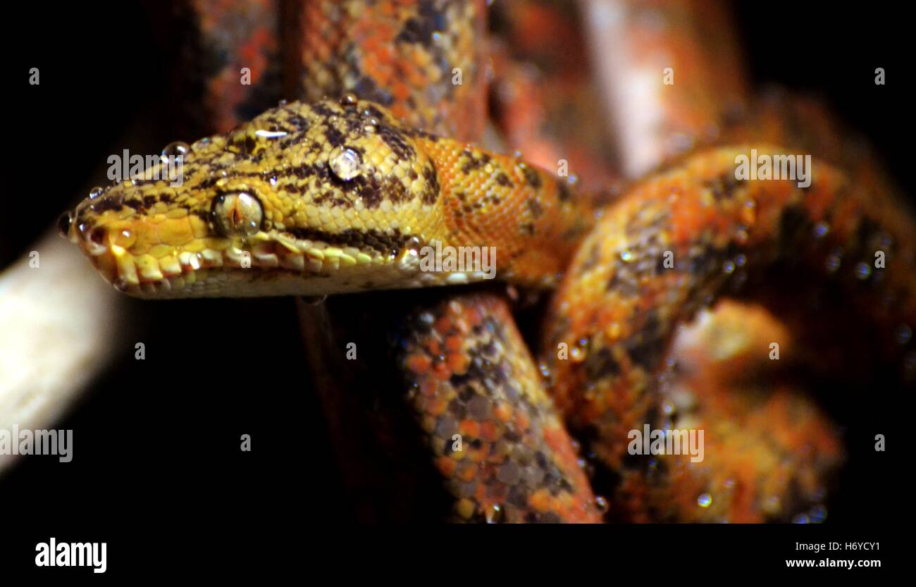L'Amazzonia Tree Boa (Corallus hortulanus) è un non-boa velenosi delle specie che si trovano in Sud America noto anche come macabrel, Cook tr Foto Stock