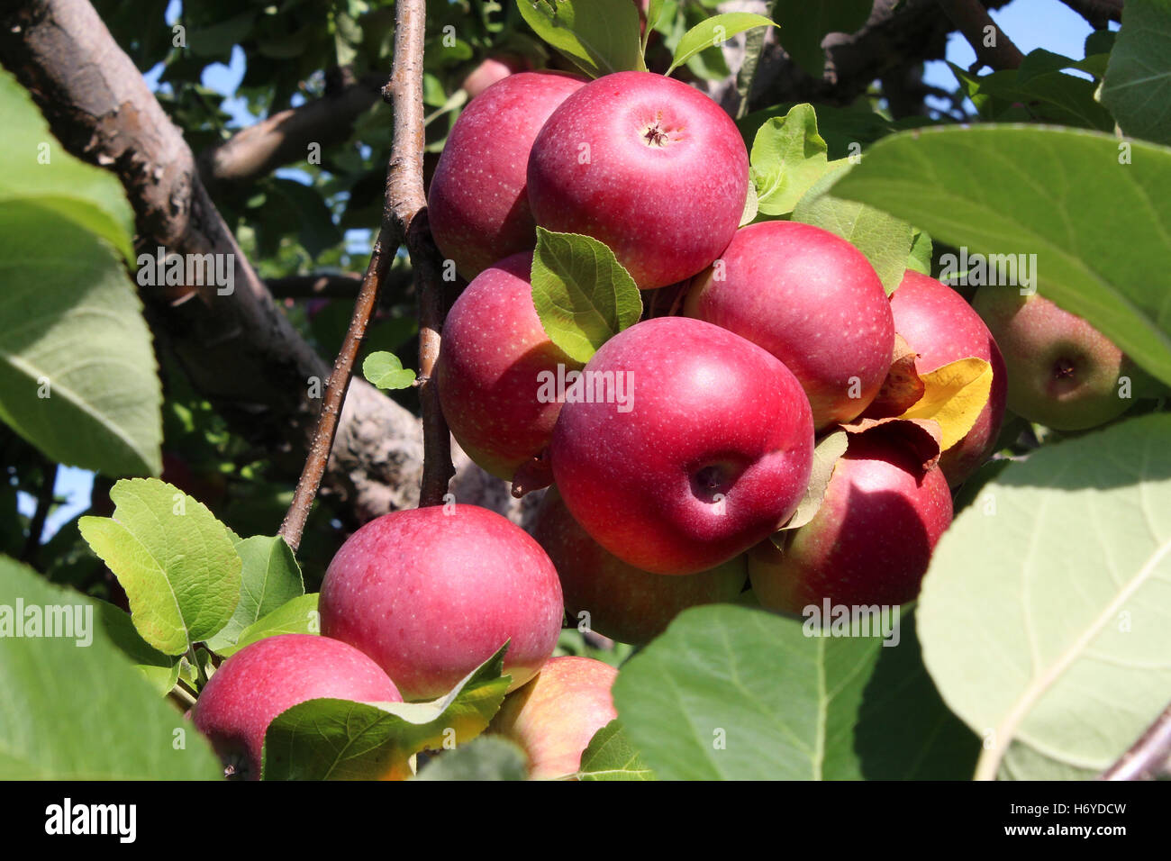 Meleto cluster di frutta rossa di mele mature in un abbondante mazzetto su un ramo di albero come un raccolto agricolo di fresco cibo naturale da un frutteto. Foto Stock