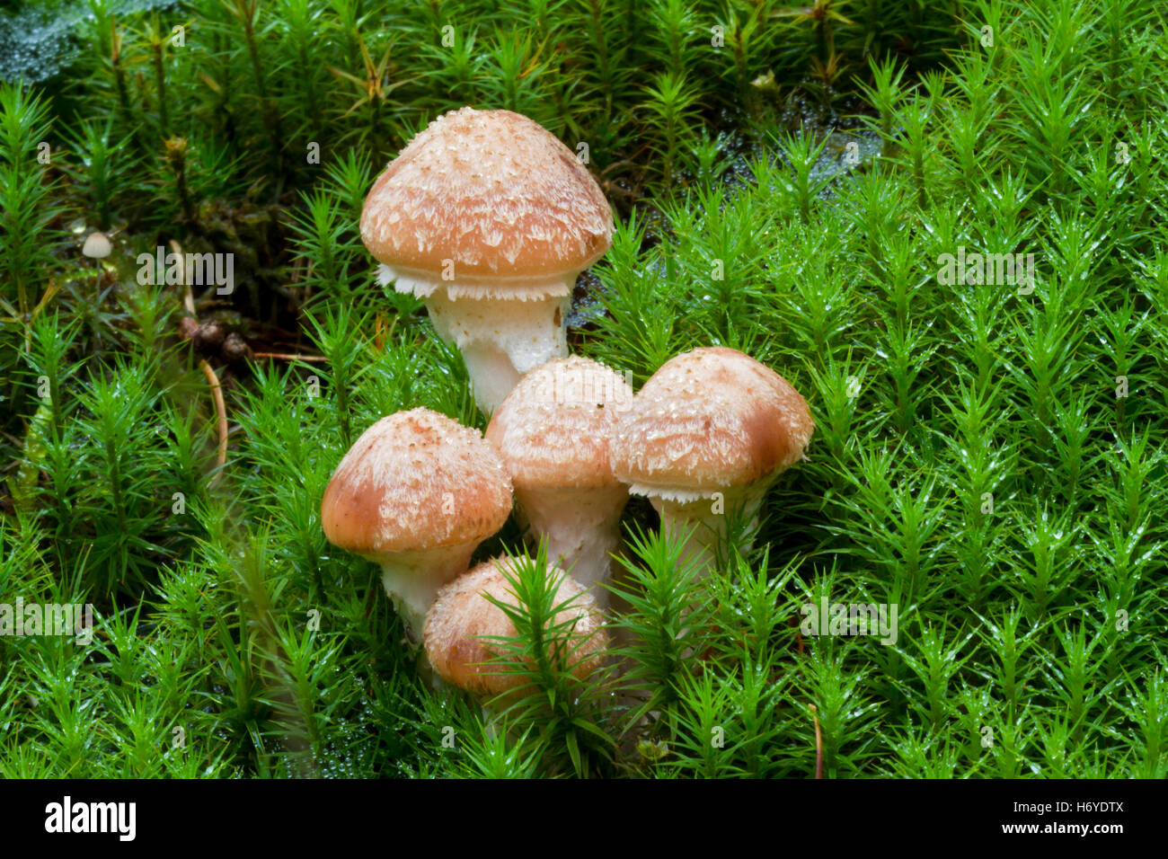 Gruppo di funghi, probabilmente Freckled Dapperlings (Lepiota aspera) nei capelli moss Foto Stock