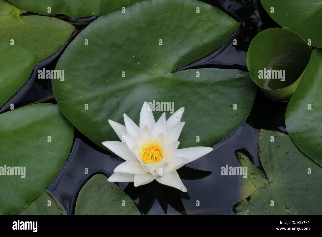 Ninfea nel laghetto in giardino disponibili in alta risoluzione e di diverse dimensioni per adattarsi alle esigenze del vostro progetto Foto Stock