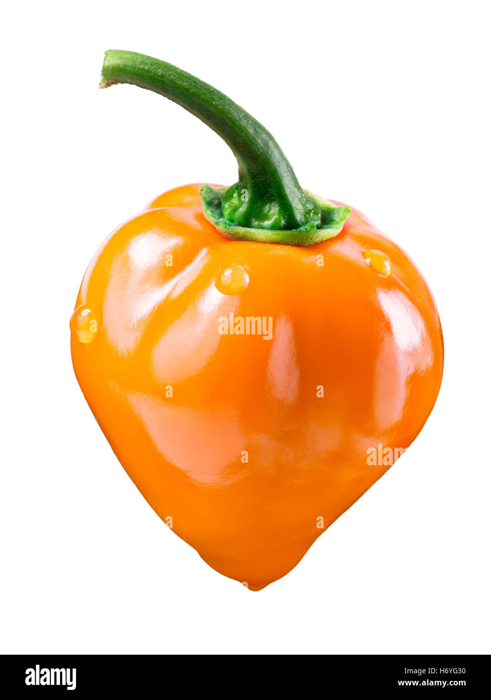 Orange Habanero Peperoncino (Capsicum chinense), fresche e mature, con pedicel. Tracciato di ritaglio Foto Stock