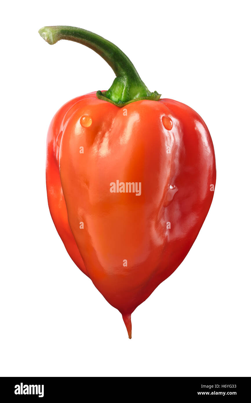 Orange Habanero Peperoncino (Capsicum chinense), fresche e mature, con pedicel. Tracciato di ritaglio Foto Stock