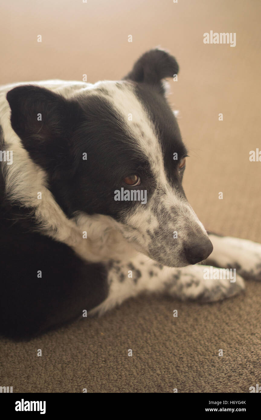 La posa del cane all'interno Foto Stock