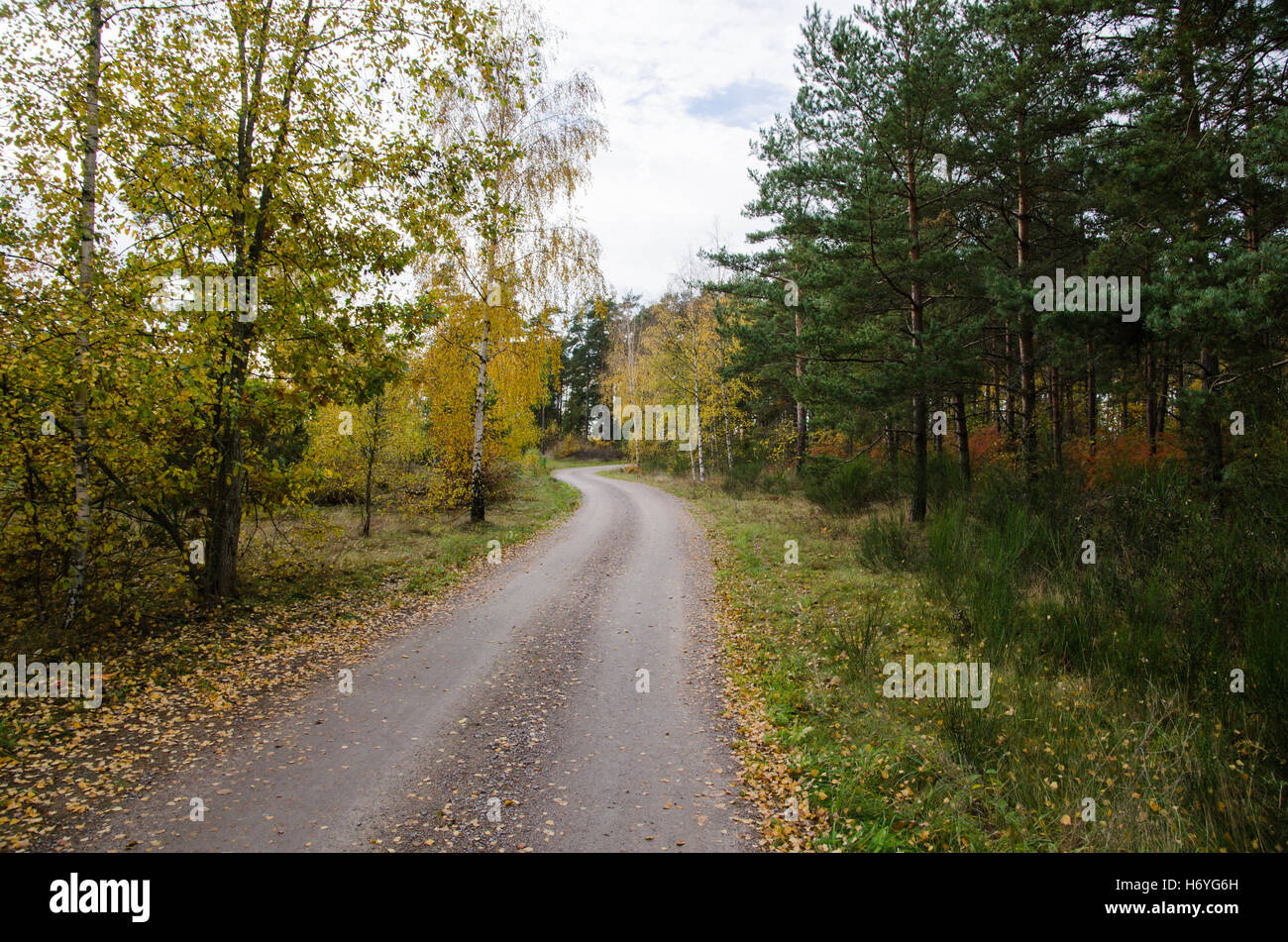 Avvolgimento su strada di ghiaia attraverso una foresta colorata in giallo e verde per caduta Foto Stock