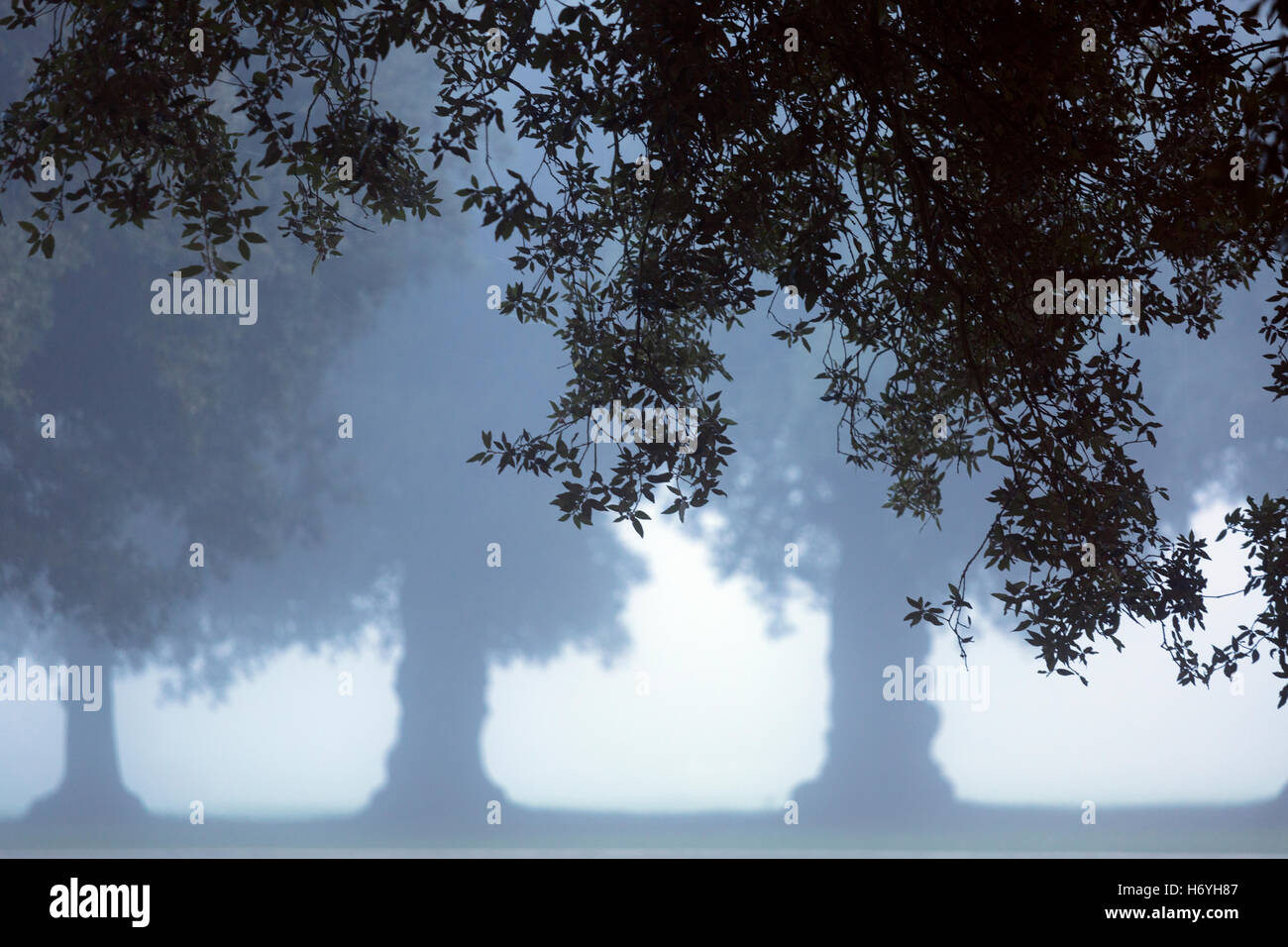 Il Leccio Quericus ilex avenue a Holkham Norfolk in una nebbiosa sera Foto Stock