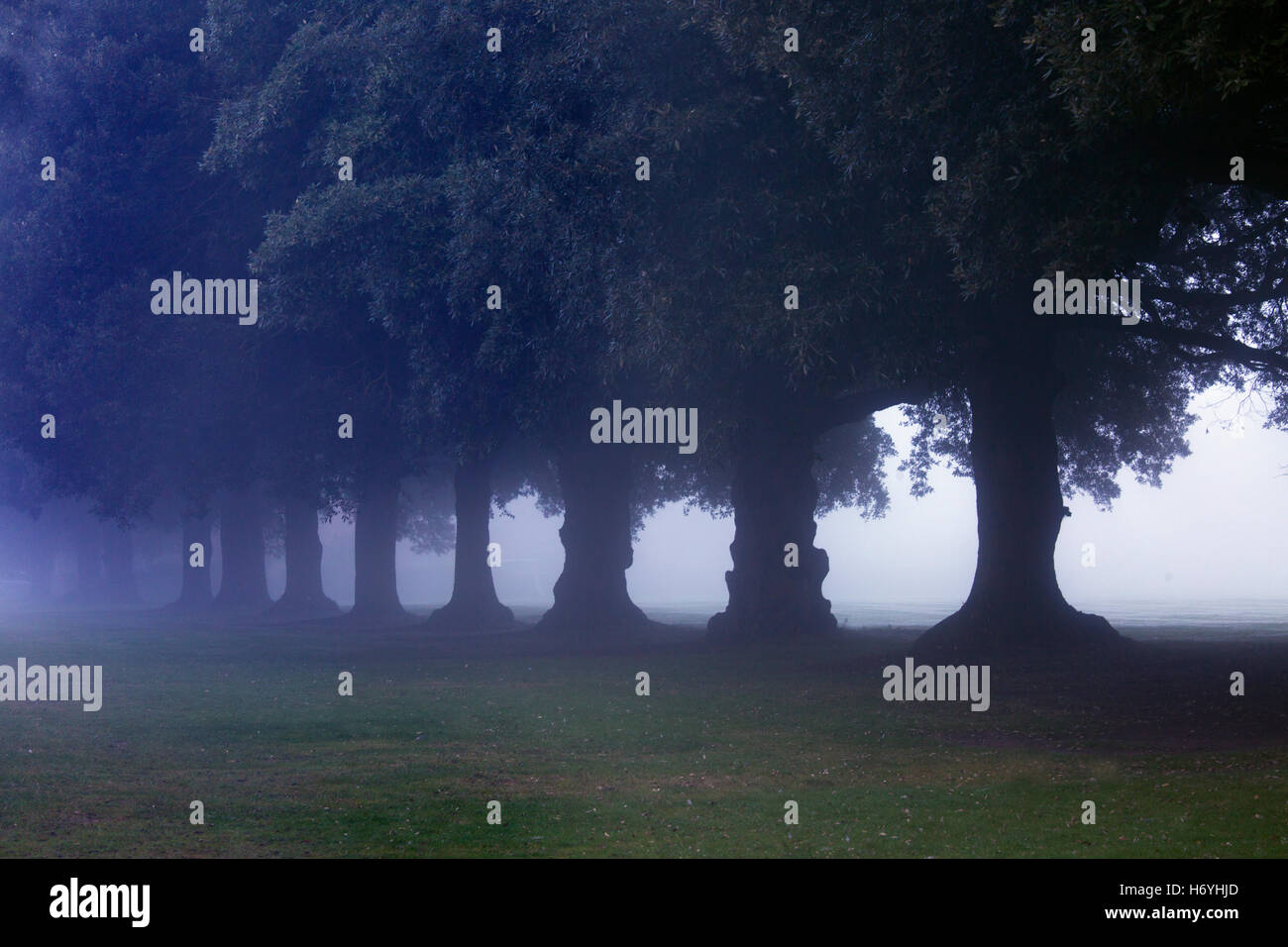 Il Leccio Quericus ilex avenue a Holkham Norfolk in una nebbiosa sera Foto Stock