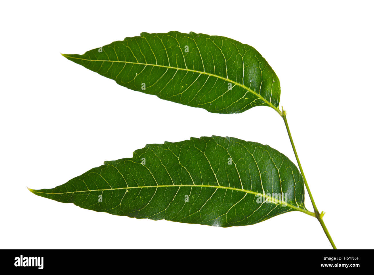 Margosa (denominato anche come Nim, albero di neem, Melia, Azadirachta indica, mogano, Meliaceae Margosa, Sadao o Melia azedarach) foglie ho Foto Stock