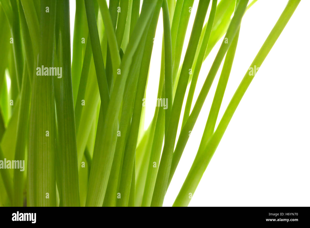 Fresco verde erba cipollina Foto Stock