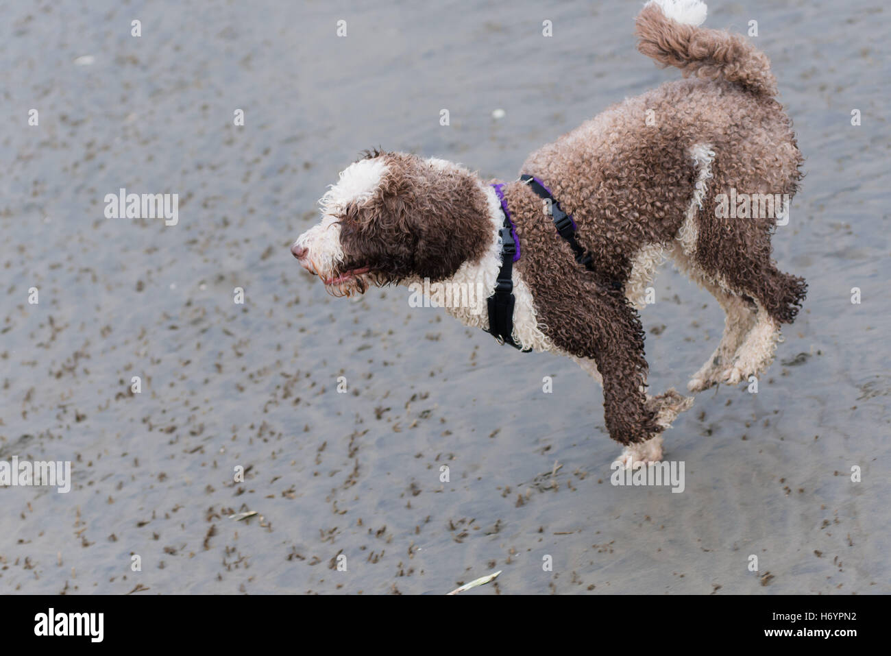 Lo spagnolo cane di acqua avendo divertimento sulla spiaggia Foto Stock