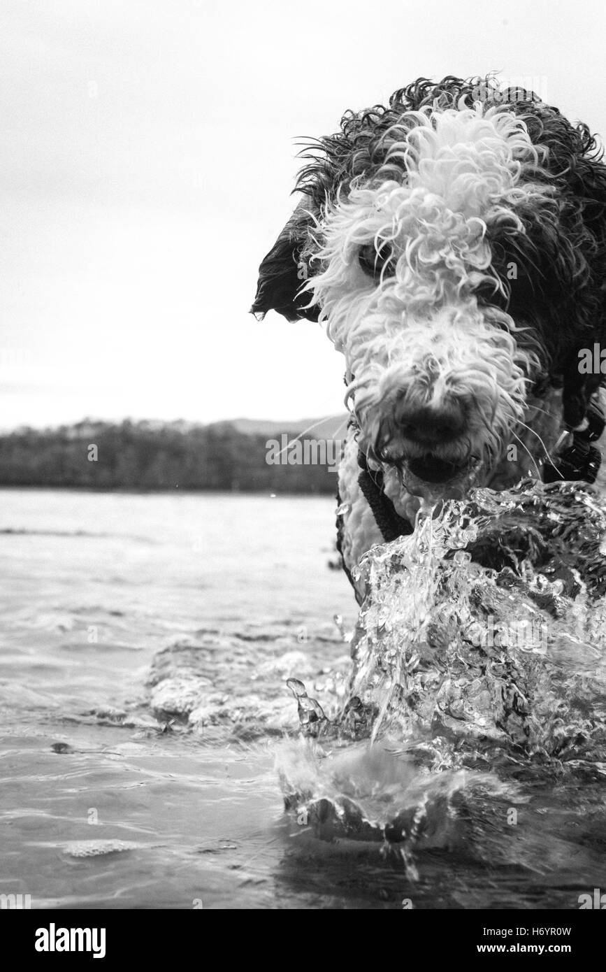 Lo spagnolo cane di acqua giocando vicino al Loch a Port Appin Scozia. close up di gocciolamento di acqua schizzi Foto Stock