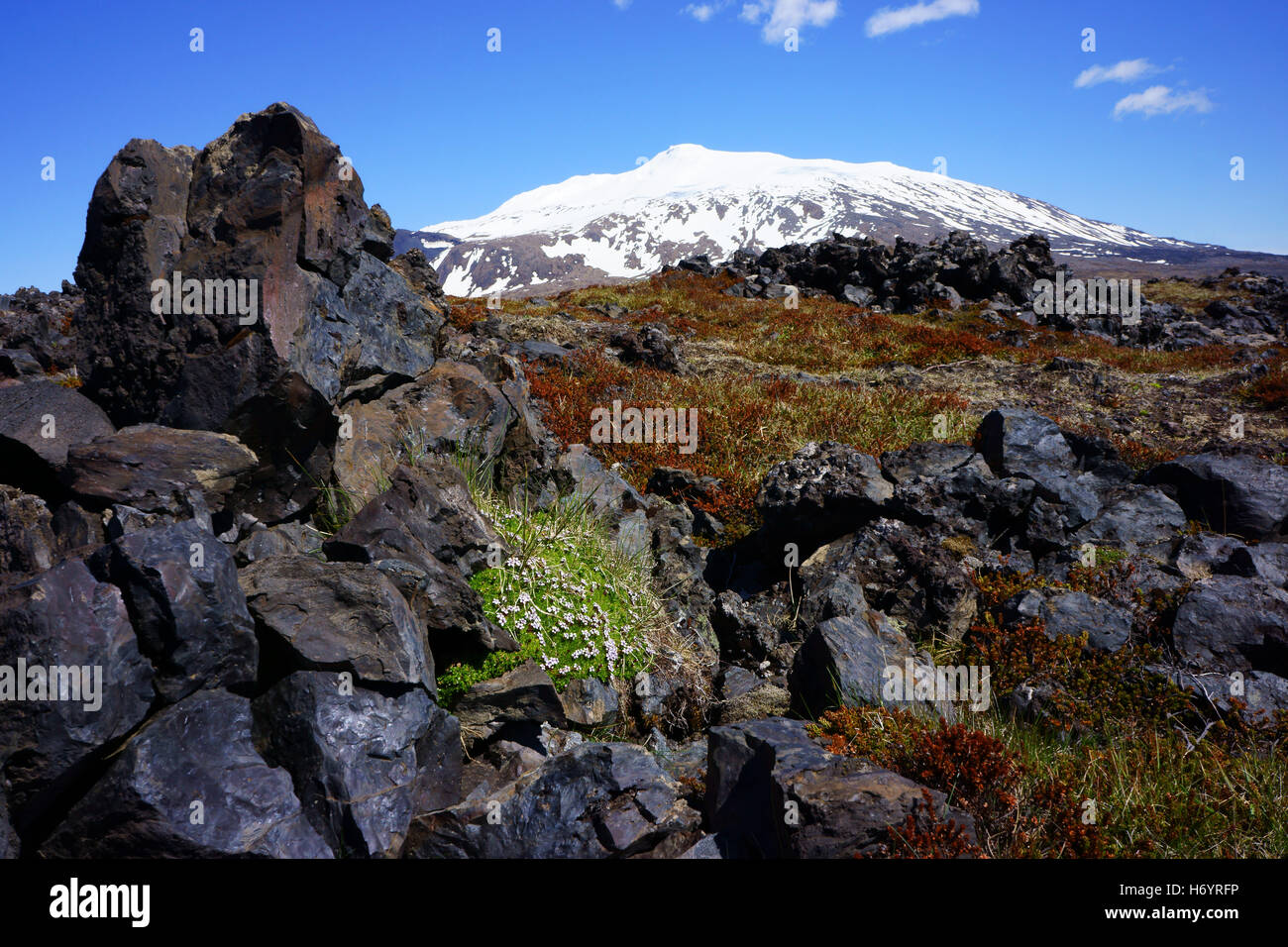 Rocce laviche e vegetazione con vulcano Snaefells visto da Djupalonssandur, Snaeffells Penisola, Islanda Foto Stock
