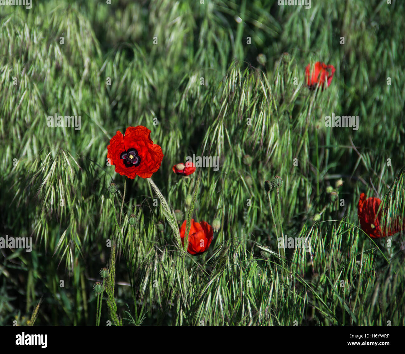Papavero rosso fiori che crescono in erba verde Foto Stock