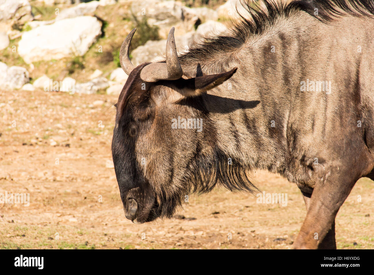 Wildebeests, chiamato anche gnus o wildebai, close-up su uno sfondo di erba secca e pietre. Foto Stock