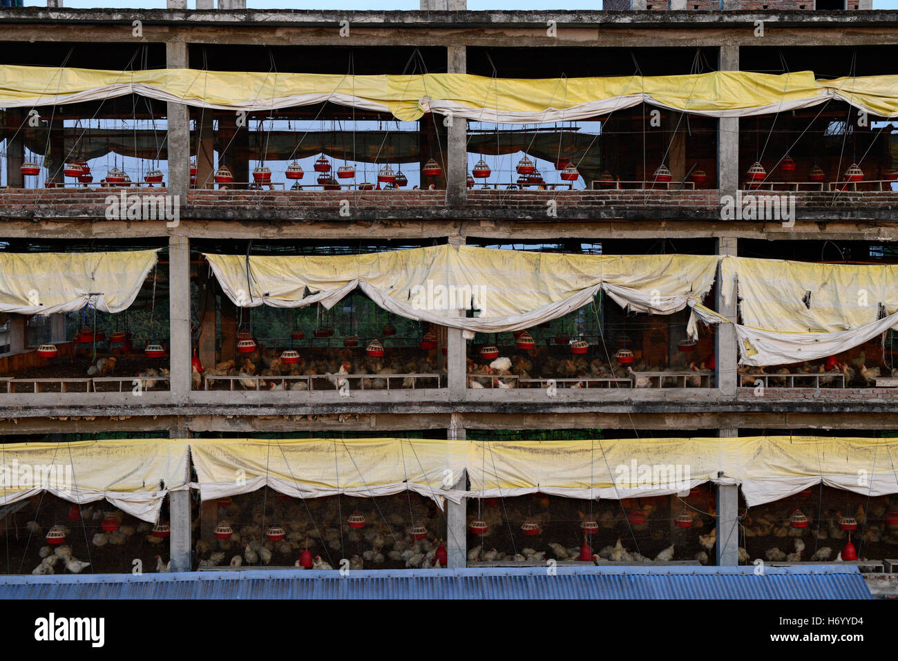 Il Nepal, Tandi, azienda avicola con 3000 pollo in multi-storey house, è stato costruito come un supermercato, ma dal 2013 è utilizzato per i polli di allevamento per la produzione di uova e broiler / Huehnerfarm in einem Hochhaus Foto Stock