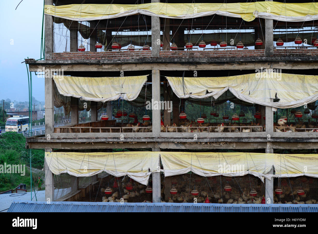 Il Nepal, Tandi, azienda avicola con 3000 pollo in multi-storey house, è stato costruito come un supermercato, ma dal 2013 è utilizzato per i polli di allevamento per la produzione di uova e broiler / Huehnerfarm in einem Hochhaus Foto Stock