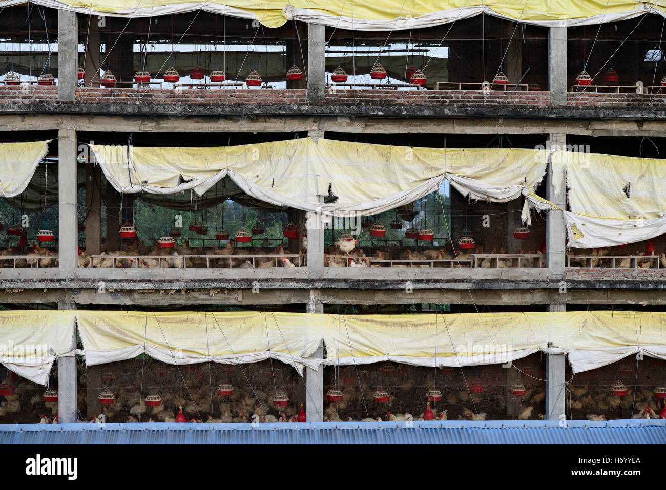 Il Nepal, Tandi, azienda avicola con 3000 pollo in multi-storey house, è stato costruito come un supermercato, ma dal 2013 è utilizzato per i polli di allevamento per la produzione di uova e broiler / Huehnerfarm in einem Hochhaus Foto Stock