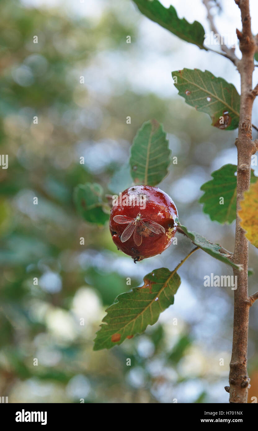 Albero con frutti rossi e butterfly Foto Stock