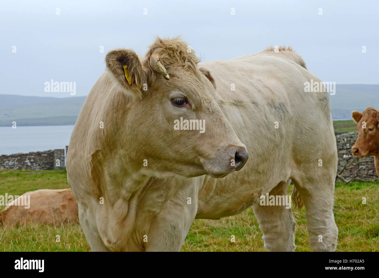 Le mucche ed i tori in un campo nelle isole Shetland Foto Stock