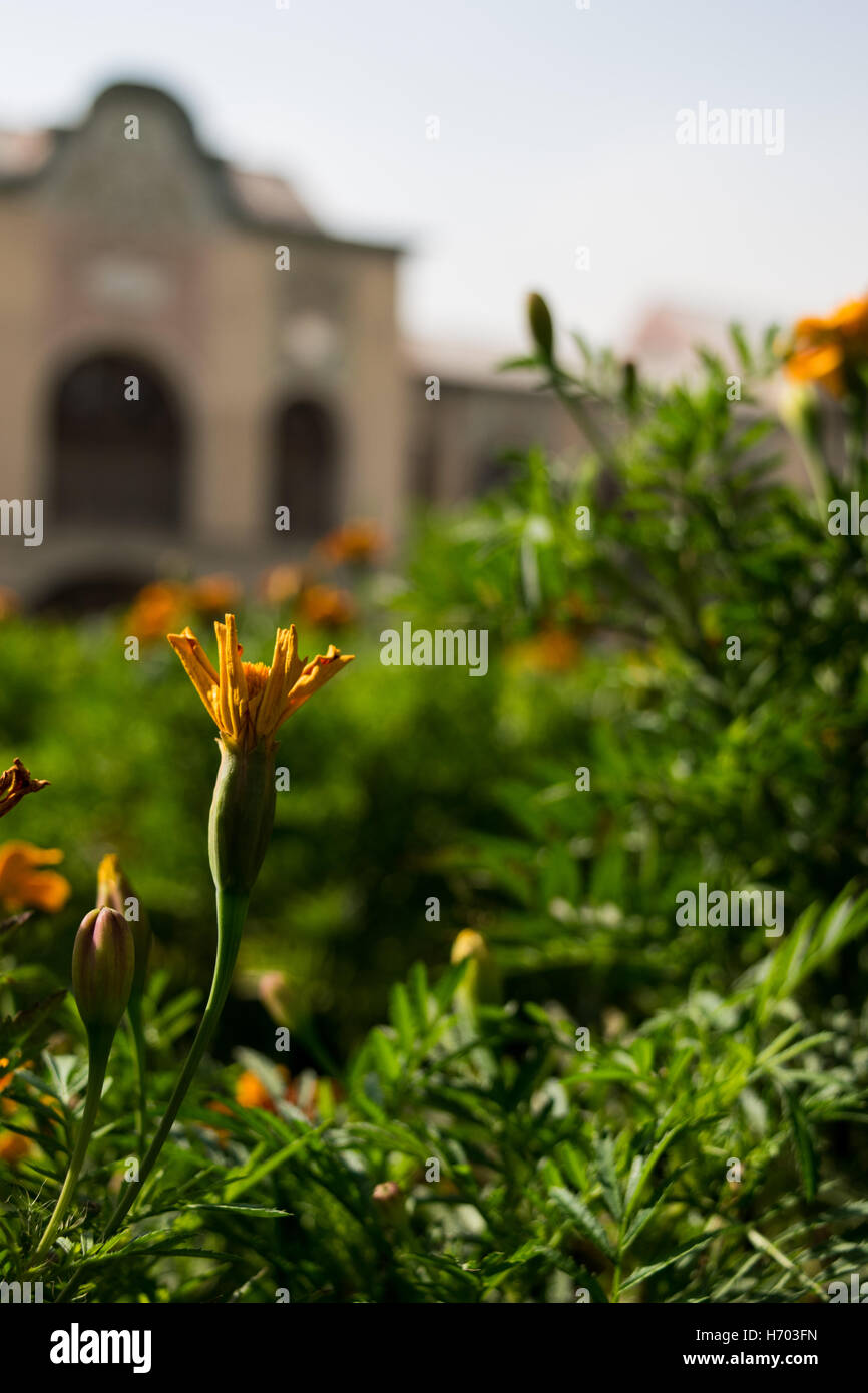 giardino Foto Stock