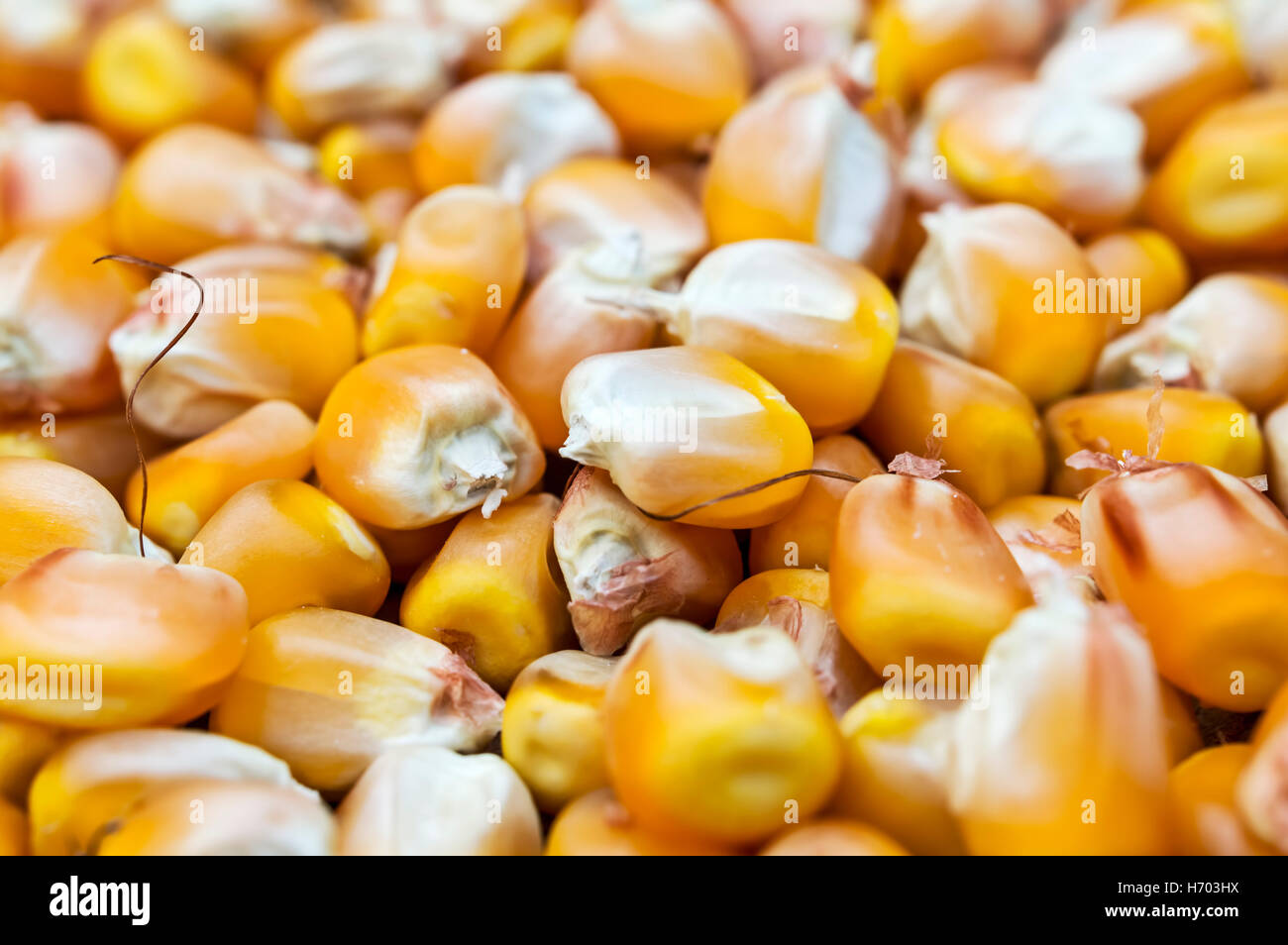 Chiusura del kernel di chicchi di mais. Messa a fuoco selettiva. Foto Stock