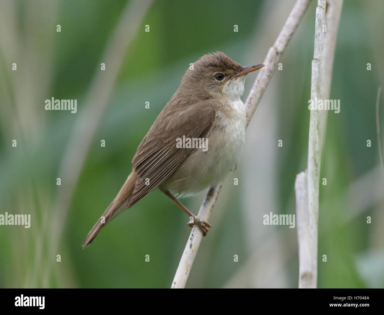 Eurasian Reed trillo, Acrocephalus scirpaceus, appollaiate in un letto di reed in una riserva naturale in Galles Foto Stock