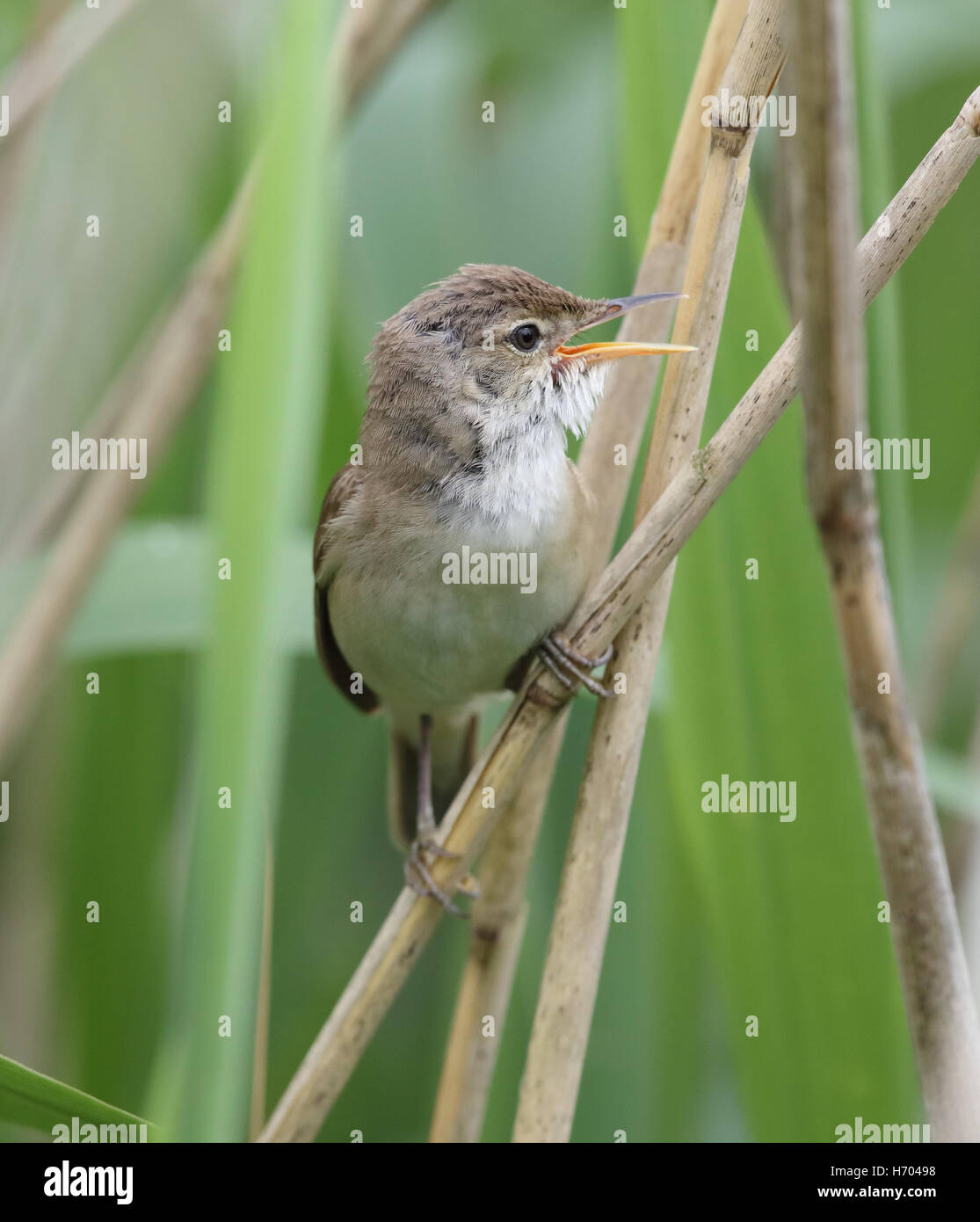 Eurasian Reed trillo, Acrocephalus scirpaceus, appollaiate in un letto di reed in una riserva naturale in Galles Foto Stock