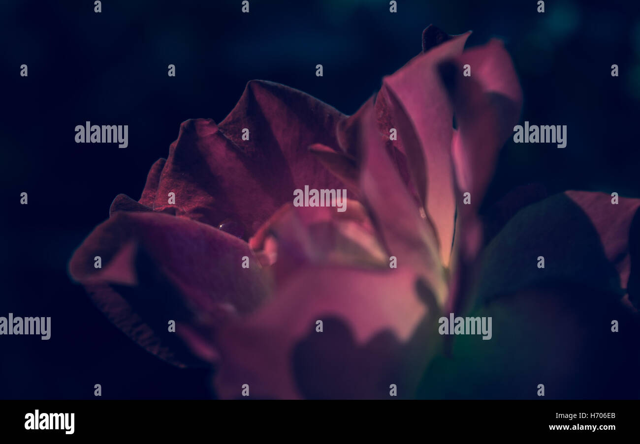 incredibile rosa Foto Stock