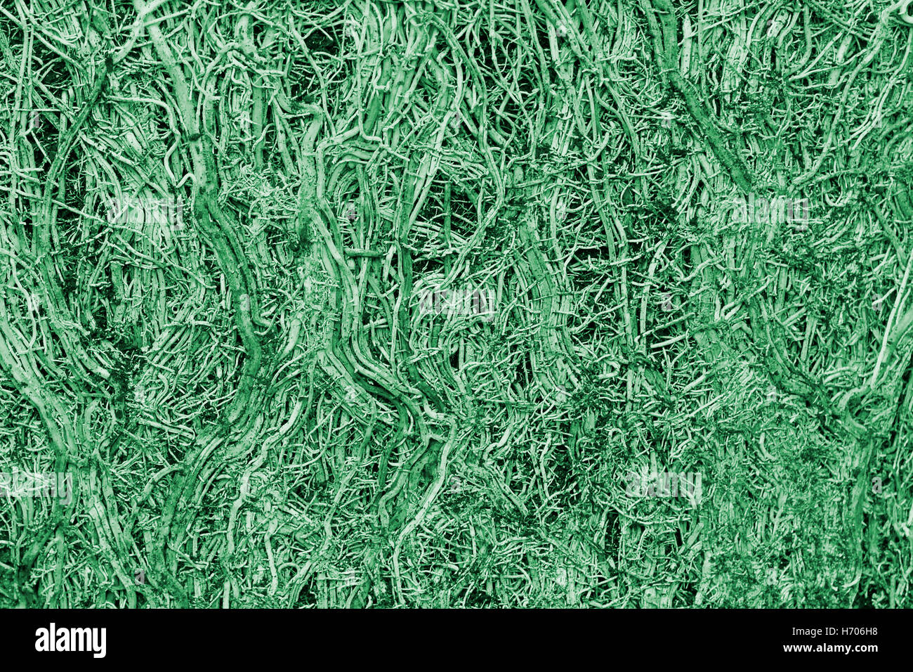 Abstract close up immagine di stretto cluster aggrovigliati di radici di pentola legato di piante di bambù in un groviglio dopo rimozione pot concetto idea per collegare il collegamento Foto Stock