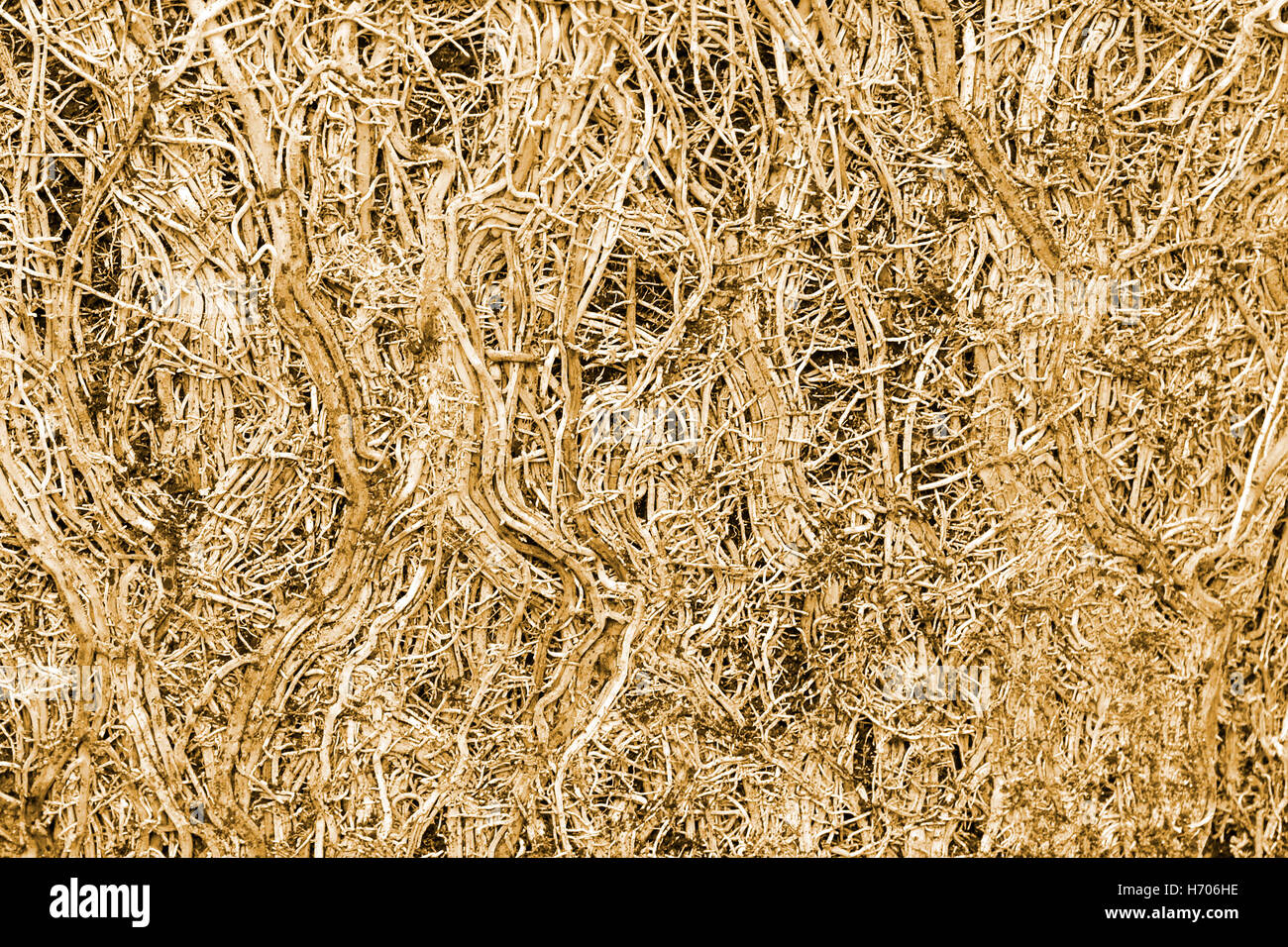 Abstract close up immagine di stretto cluster aggrovigliati di radici di una pentola legato di piante di bambù dopo la rimozione pot concetto idea per collegare percorsi di collegamento Regno Unito Foto Stock