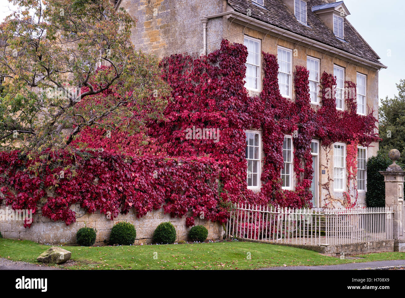 Parthenocissus tricuspidata. Boston Ivy / superriduttore giapponese su una casa in Broadway, Cotswolds, Worcestershire, Inghilterra Foto Stock