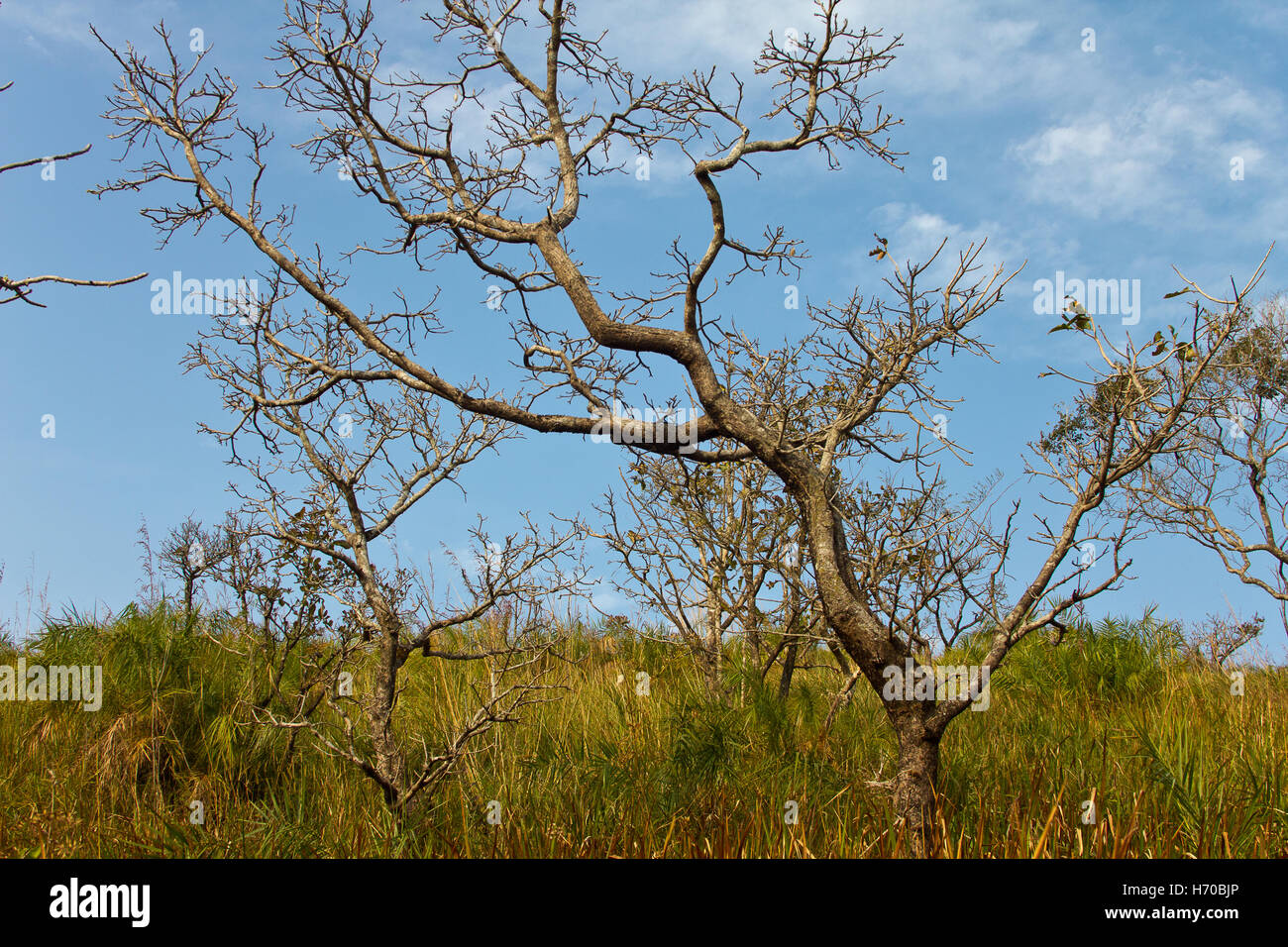 Albero sfrondato sul suolo erboso contro il cielo blu Foto Stock